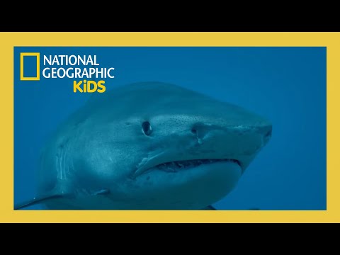Supersized Sharks Full Episode | @natgeokids