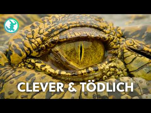 Tödliche Jäger: Die GEFÄHRLICHSTEN Raubtiere der Welt!