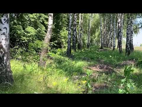 ПЕВЧИЙ ДРОЗД И ПЕНОЧКА -ВЕСНИЧКА В БЕРЁЗОВОЙ РОЩЕ -ЭТО МУЗЫКА ДЛЯ СЕРДЦА И УМИРОТВОРЕНИЕ ДЛЯ ДУШИ.