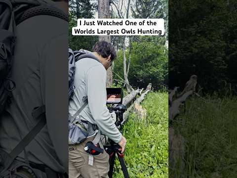 A cool moment with my favorite bird, the Great Grey Owl! #naturephotography #shorts #birds #explore