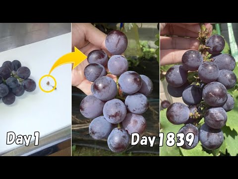 How to grow grapes from store-bought grapes in a pot.