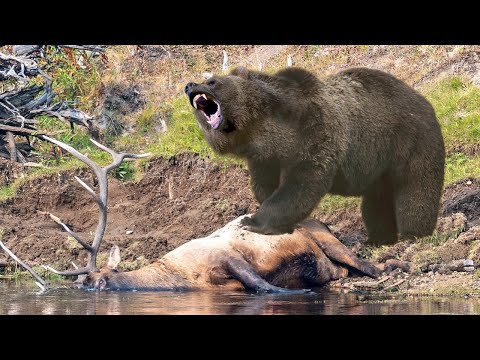 No one can resist this master of the forest - the BROWN BEAR!