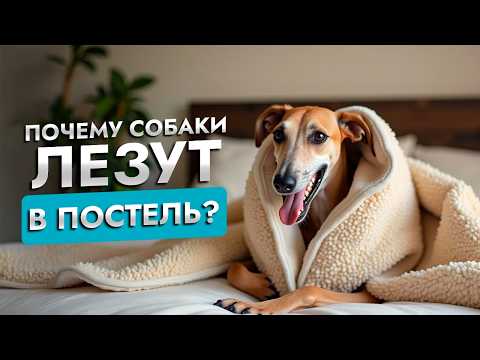 Нужно ли позволять собаке спать в вашей кровати? | Советы кинолога | ЛавГав