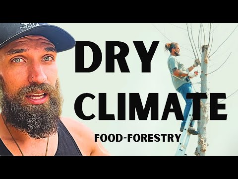 Syntropic Food Forests Work in Dry Climates (Portugal Is Proof)