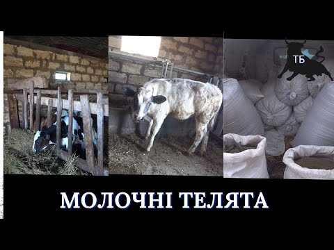 №43.Технологія вирощування телят у молочний період, удосконалення завершено. Все буде UA!!!