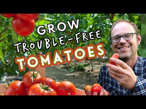 Top Tips for Trouble-Free Tomatoes 🍅