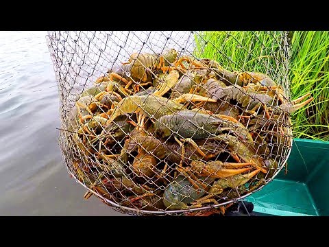 Раки! Тест 3х Приманок: Чеснок, Мойва и Крылышки (куриные)! Ловим Раков на Раколовки!#РакиFISHINGPRO