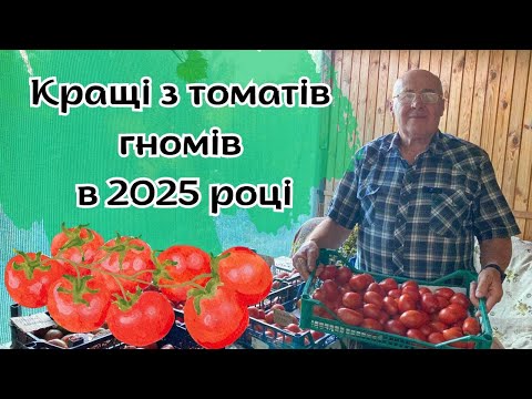 The best dwarf tomatoes in 2025