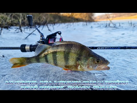 Зимний МИКРОДЖИГ. Как уговорить очень капризного окуня на поклёвку? Проводки, приманки!