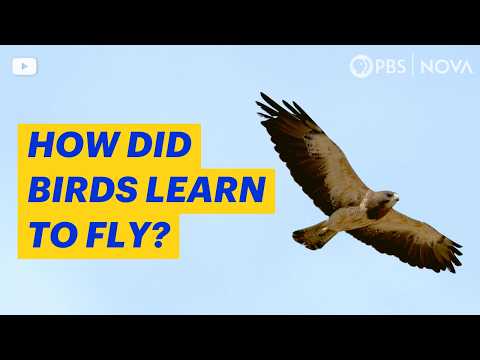 How Birds Evolved to Fly (feat. Slow-Mo Baby Birds) | NOVA | PBS