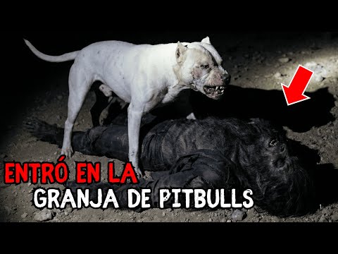 El Hombre Lobo Cometió un Error Fatal al Entrar a La Granja de Los Pitbulls en Durango