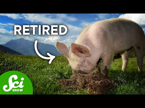 4 Fungi We've Finally Figured Out How To Farm