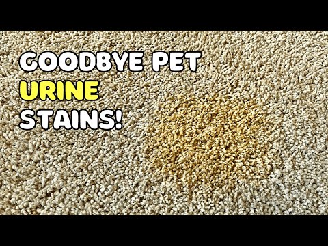 How to Remove Set-In Urine Stains From Carpet (Dog or Cat)