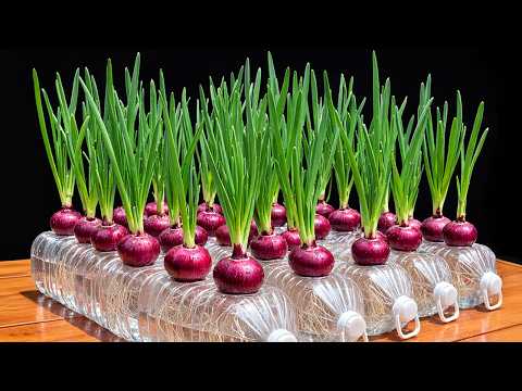 Growing Onions Hydroponically - Easy Plastic Bottle Hack For High Yield