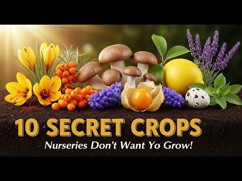 10 Most Profitable Crops to Grow from Seeds That Nurseries Don’t Tell You About.