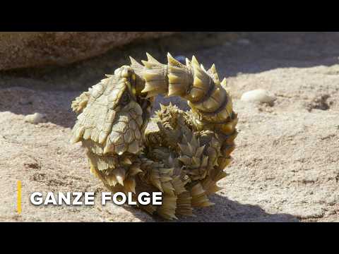 Kaltblütige Könige: Reptilien, Schlangen & Eidechsen | Afrikas Klauen & Kiefer 104