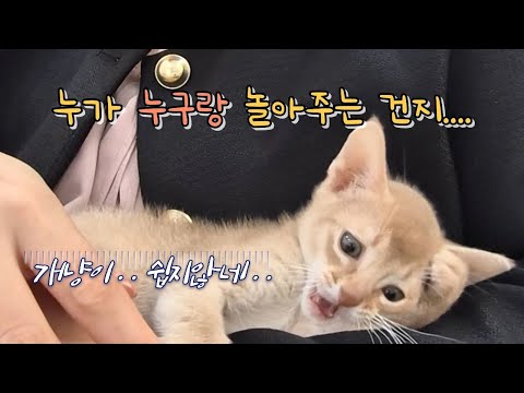 개냥이 키우기… 생각보다 쉽지 않다 😂 #오늘의행배 #아비시니안 #개냥이