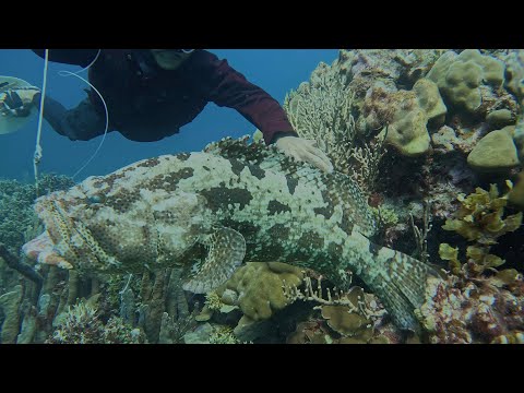 Tibay Ng Dibdib Sa Pagsisid