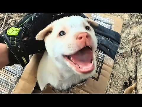 A stray puppy halted my motorcycle on the road to find itself a home