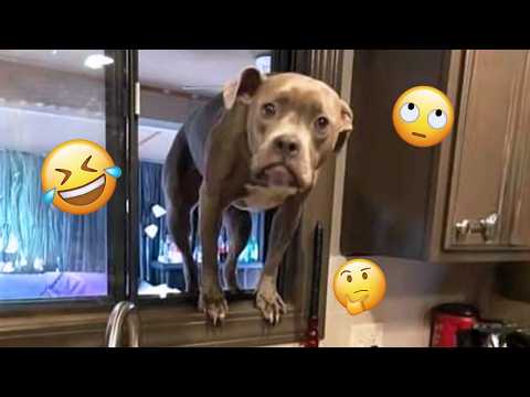 I'm 101% SURE that you will LAUGH EXTREMELY HARD- Funny Dog 2026 #301