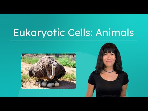 Eukaryotic Cells: Animals - Animal Cell Structure and Function