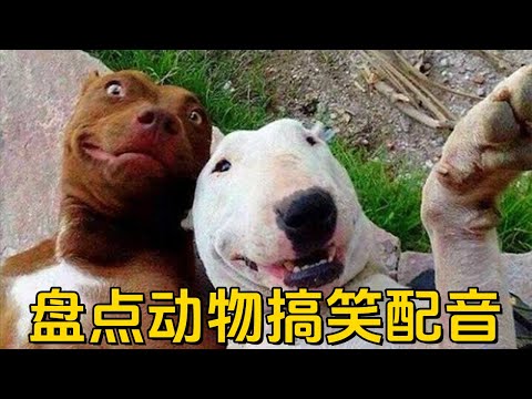 Funny voiceovers of animals