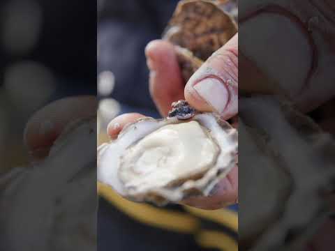 SHELLFISH | Triploid vs. Diploid Oysters #shorts #oysters #sustainableseafood #seafoodindustry