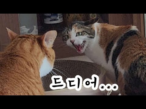 합사 시작! 순딩한 얼굴뒤에 숨겨진 별이의 대반전!