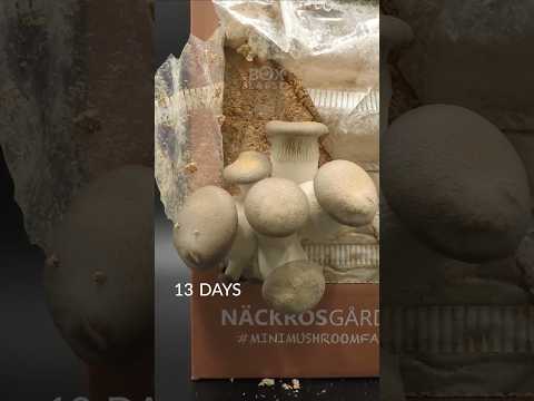 Black pearl mushroom timelapse