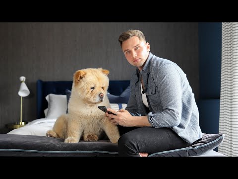 The Honest Truth About Chow Chow's | Q&A