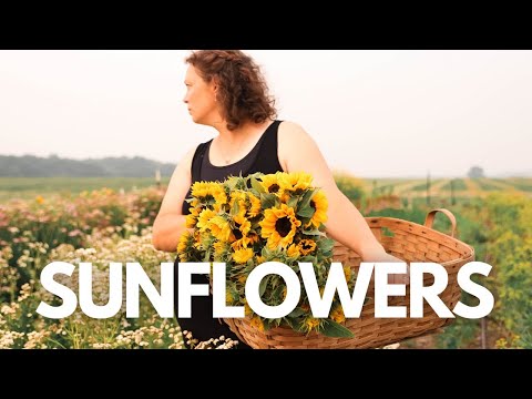 How I Grow This Iconic Flower – My Method for Sunflowers