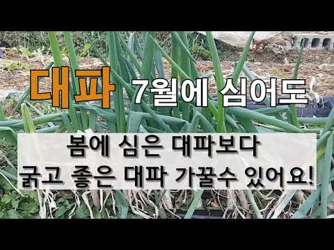 대파 7월에 심어도 봄에 심은 대파보다 굵고 좋은 대파 수확 할 수 있어요! 주말농자 대파가꾸기!