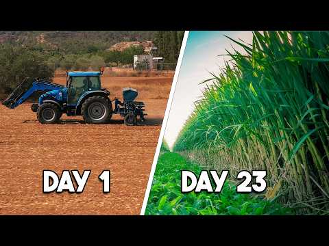 Planting & Growing Sorghum Sudan-Grass (Start to Finish)