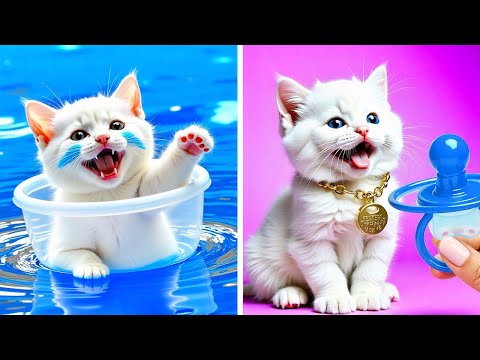 Hilarious Cat & Pet Reactions to Viral TikTok Trends Unleashed ππΌ By Meow-some! Live