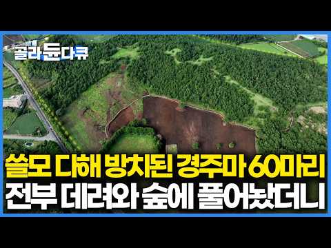 영양실조에 죽을 날만 기다리던 은퇴 경주마 60마리를 데려온 남자, 제주 숲에 풀어줬더니 생긴 변화｜PD로그｜#골라듄다큐