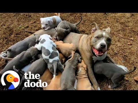 Mama Pitties Are The Best Moms | The Dodo