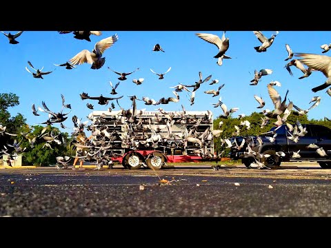 Inside Texas High-Stakes Pigeon Racing with Lelton & Phyllis Morse