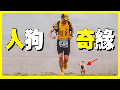 一條中國流浪狗,牽動了全世界! | 緣分天注定