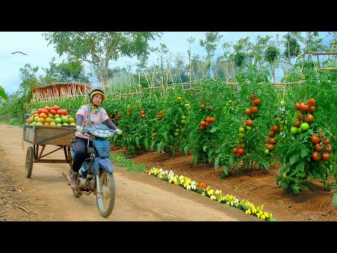 Harvesting A Truckload Of Tomatoes To Sell At The Market, Cooking With Tomatoes, Gardening