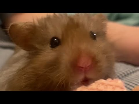 햄스터딸기웨하스먹방asmr(틈새손만지기)