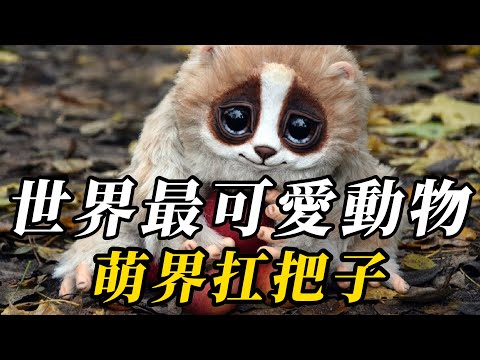 全世界最可愛的10種動物，大熊貓連前三都排不到！第壹名比妲己還萌，甜過初戀！ #动物 #animals #知识渊博 #科普 #百科密码 #野生动物 #寵物