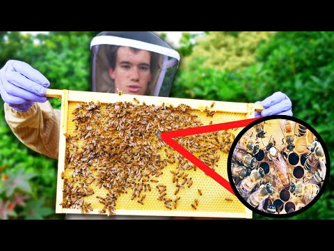 What is Beekeeping and How To Get Started?