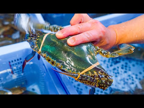 【希少】渡り蟹料理一筋55年!ナニワの超有名店 降臨!職人技 日本 大阪 割烹松屋