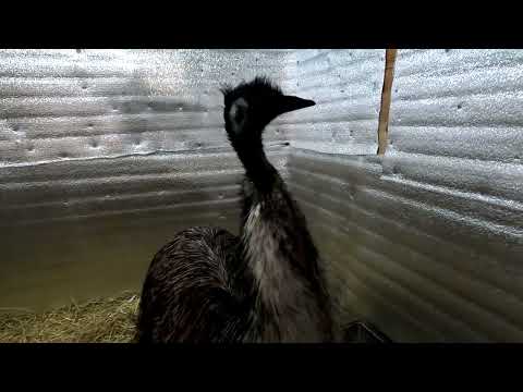 Эму из монастыря