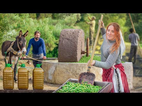 How Traditional Olive Oil is Made in Morocco: Olive Harvest and Stone Mill Press