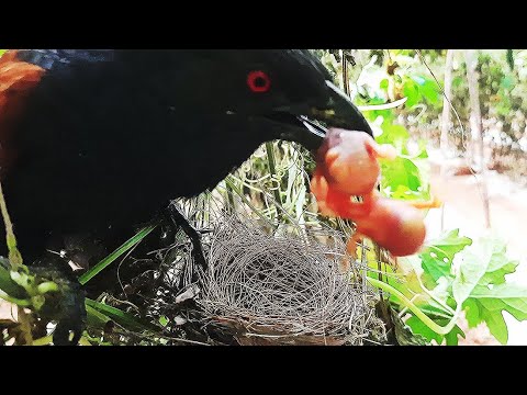 Insane Story of a Baby birds in Nest | Mother's Despair Reaction on Savage Cuckoo Attack | Nestwatch