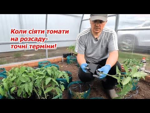 When sowing tomatoes for seedlings - don't make mistakes!