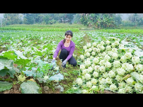 Harvesting Lots Of Kohlrabi Go To Sell At The Market - Take Care Vegetable Garden, Pigs