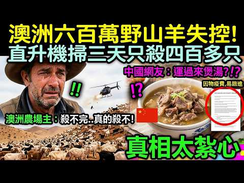 澳洲六百萬野山羊失控！直升機掃三天只殺四百多只，中國網友：運過來煲湯？真相太紮心