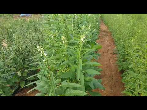 프로들이 쓰는 참깨기술 - 파종시기,품종, 施肥기술